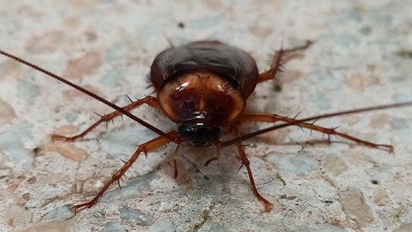cockroach on a kitchen countertop