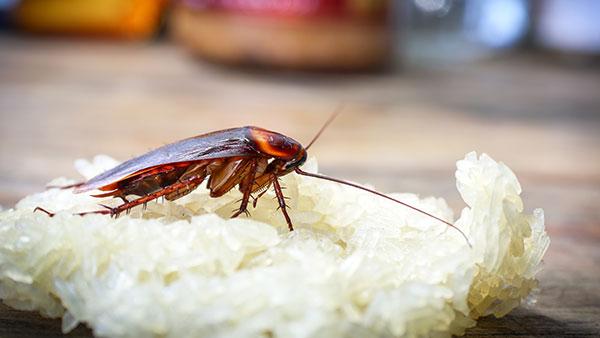 american cockroach on food