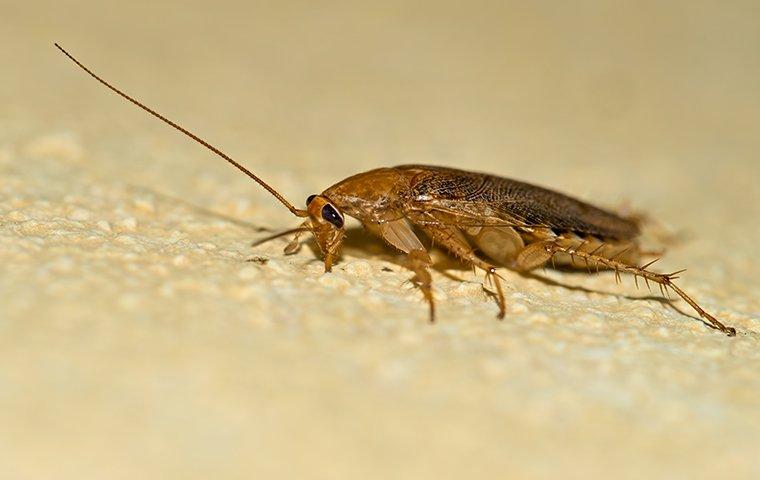 a german cockroach crawling on the ground