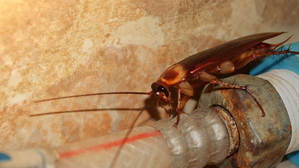 cockroach on water pipe