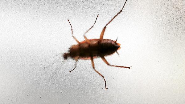 cockroach through frosted glass