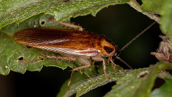 Smokey Brown Cockroaches | A Guide To DFW & Houston, TX Cockroach Control