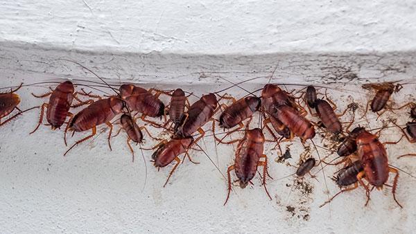cockroaches infesting homes