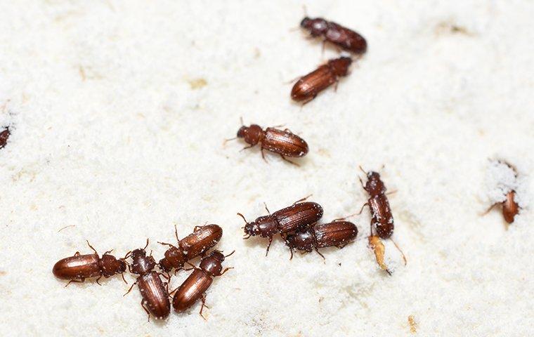 confused flour beetles crawling in flour