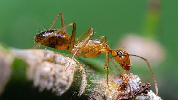 Blog - A Handy Guide To Crazy Ant Control For Plano Properties