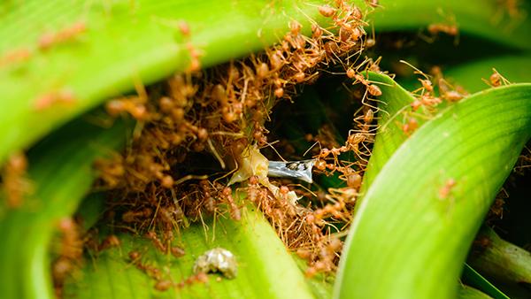 crazy ant on plant