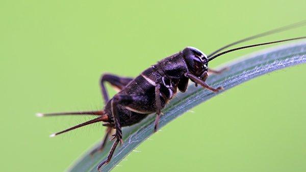 a cricket on a blade of grass