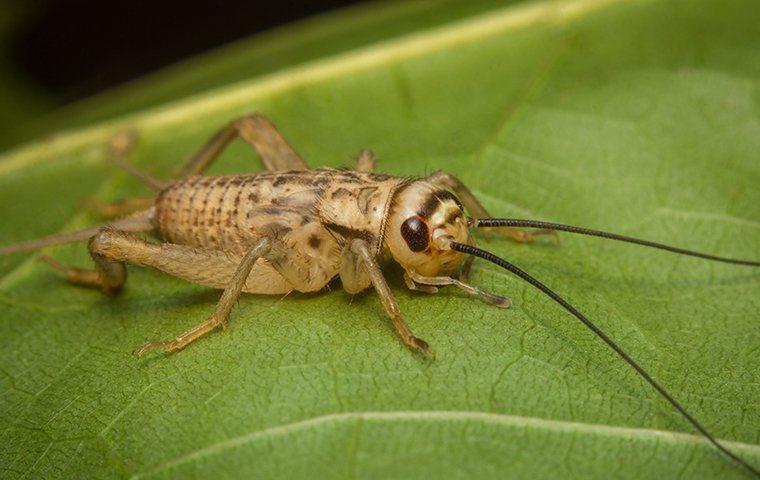 A cricket sitting on a leaf.