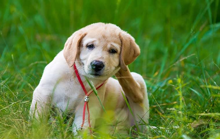 a dog scratching from fleas