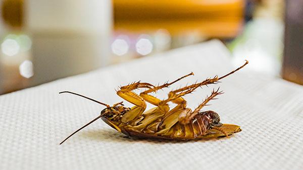 dead cockroach in restaurant