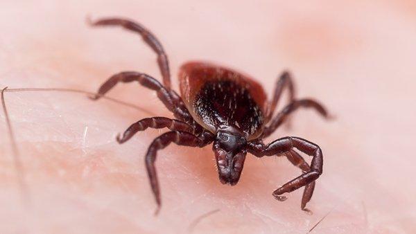 a deer tick crawling on human skin and spreading disease