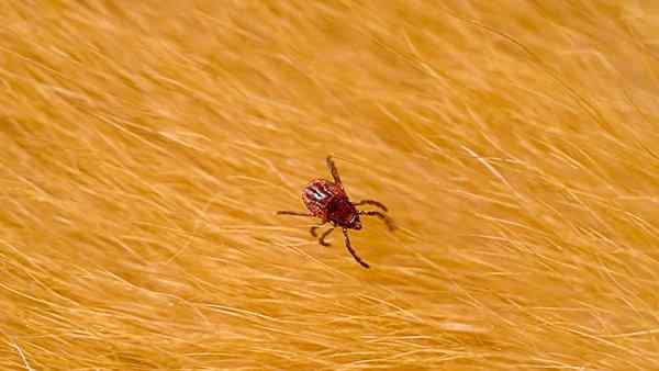 a dog tick crawling on pet hair