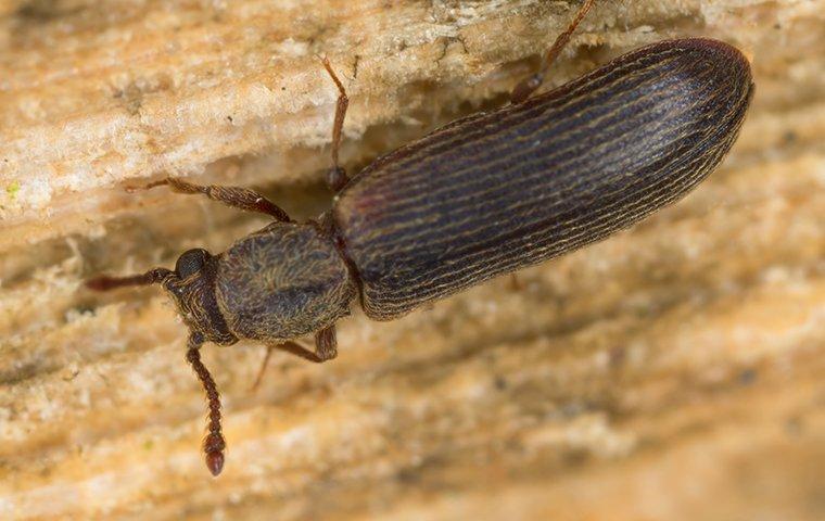 drug store beetle on wood