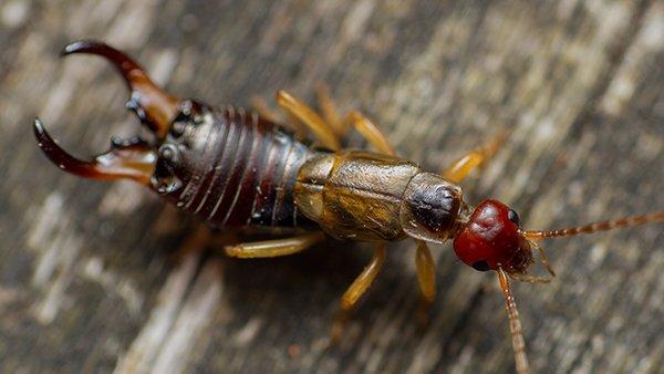 Blog - 7 Simple Yet Effective Ways To Keep Earwigs Away From Your Plano  Property