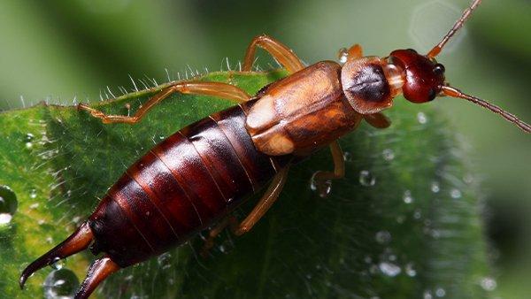 close up view of an earwig on a plant leaf