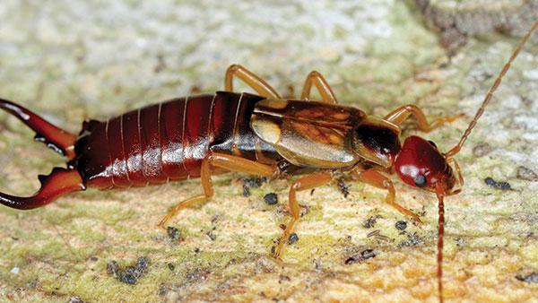 up close image of an earwig