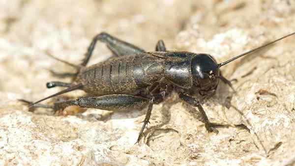 a field cricket crawling on the ground