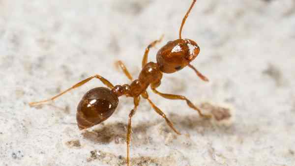 a fire ant on the ground