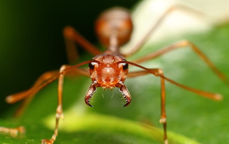 fire ant selfie