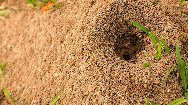 fire ant in a yard