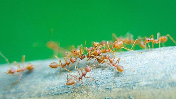 fire ants on a piece of wood