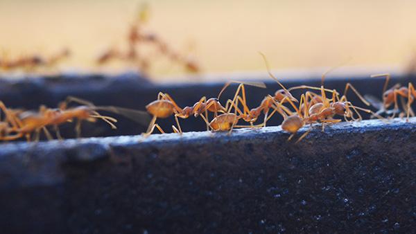 fire ants crawling on a ledge
