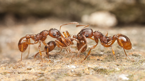 up close image of fire ants crawling on the ground