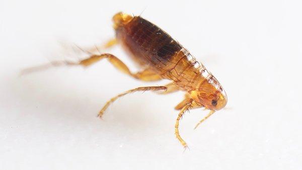 flea crawling on a home surface