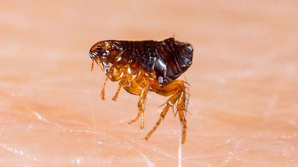 a single flea crawling on skin