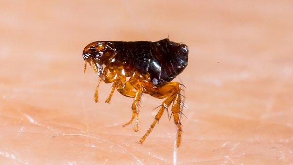 a flea hopping on human skin