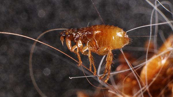 up close image of a flea on hair