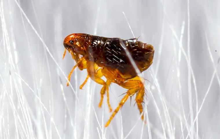 a flea on pet hair