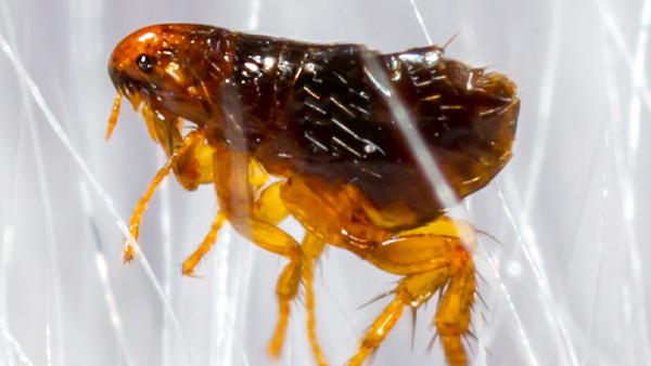 a flea crawling on pet hair