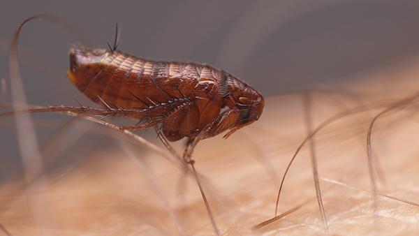 flea on skin