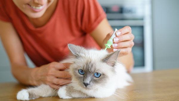 a flea treatment on a house cat