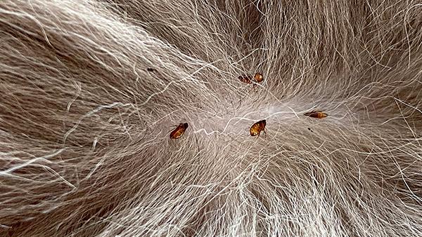 fleas and ticks on fur