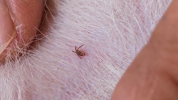 fleas on skin