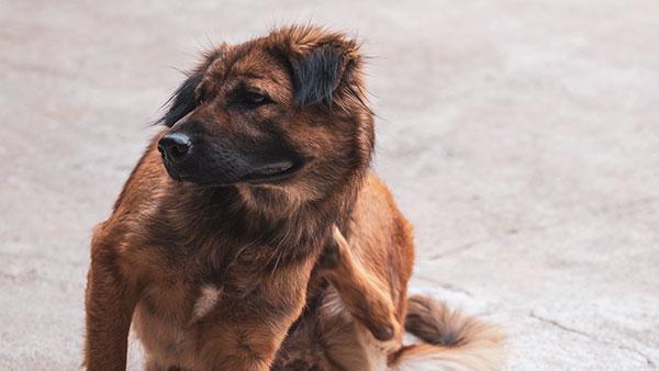 fleas on a dog