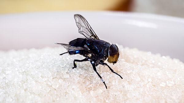 a fly in a bowl in a kitchen