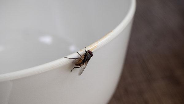 fly on bowl