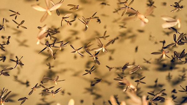 flying termites