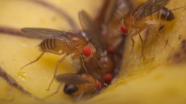 fruit flies in a home