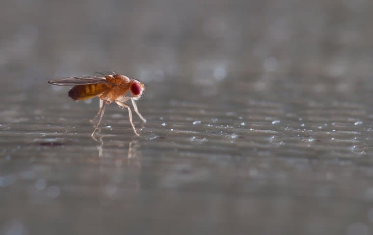 fruit fly in a kitchen sink