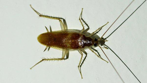 german cockroach on wall