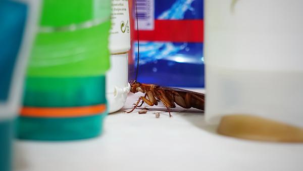 a german cockroach crawling in a bathroom
