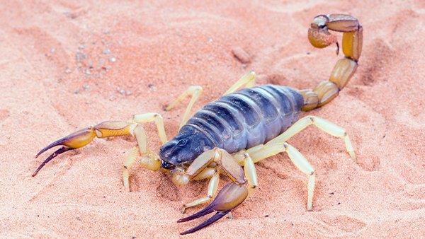 giant hairy scorpion in sand