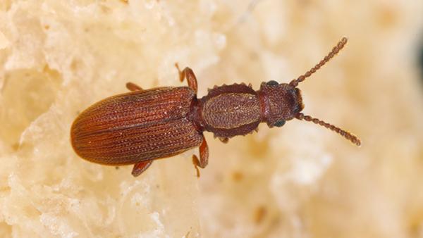 grain beetle closeup