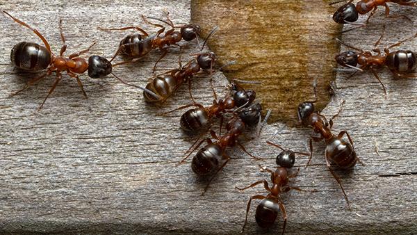 carpenter ants drinking