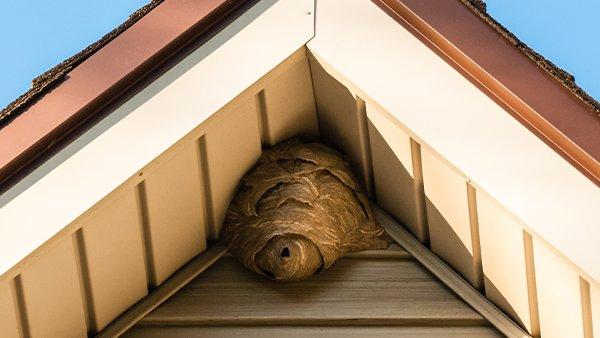 hornet nest in peak of a roof