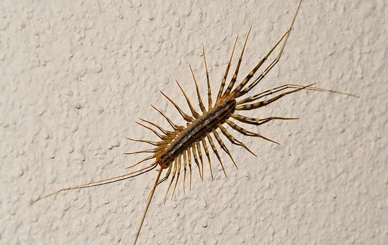 Centipedes are an unsightly pest common around Fort Worth.
